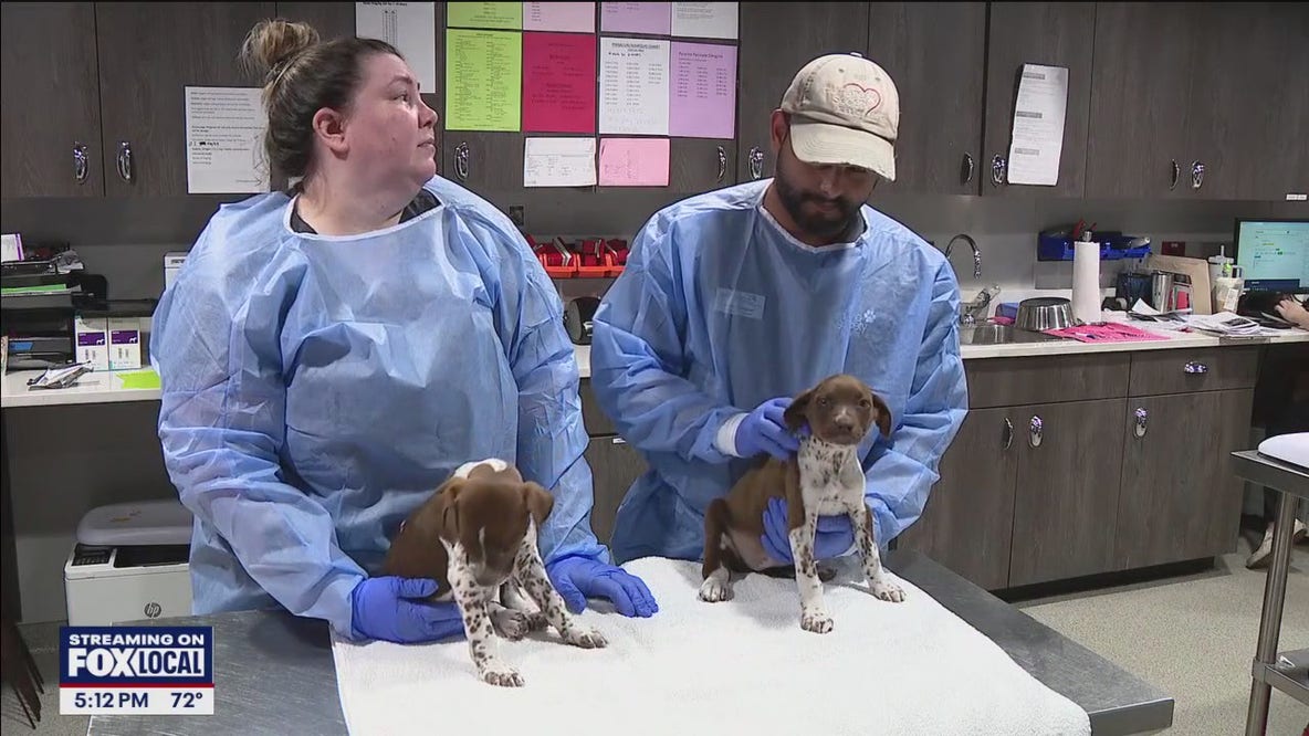 Puppies recovering after being thrown from vehicle in Tampa